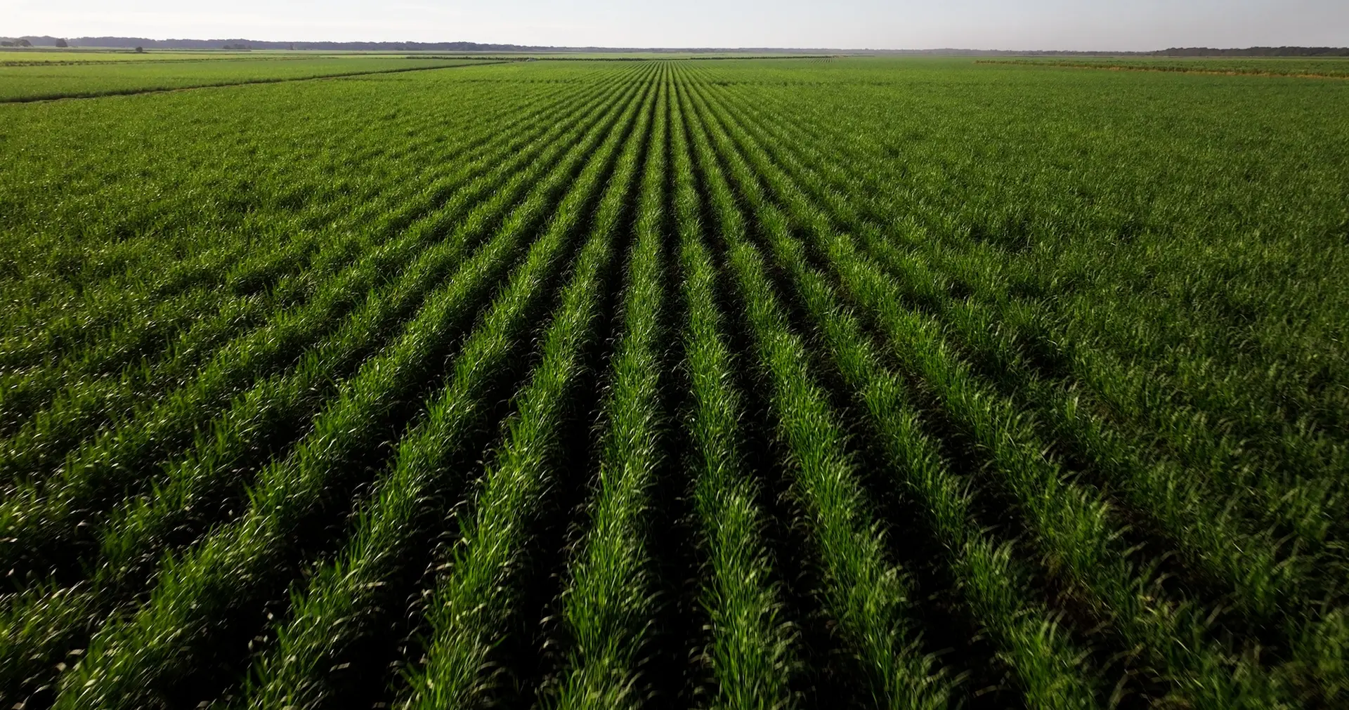 LA.IO — The Future Flows Through Louisiana